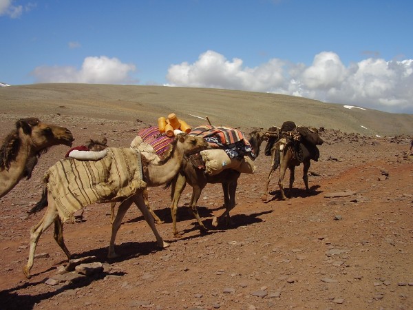 Camells en plena transhumància a la Terra Nòmada